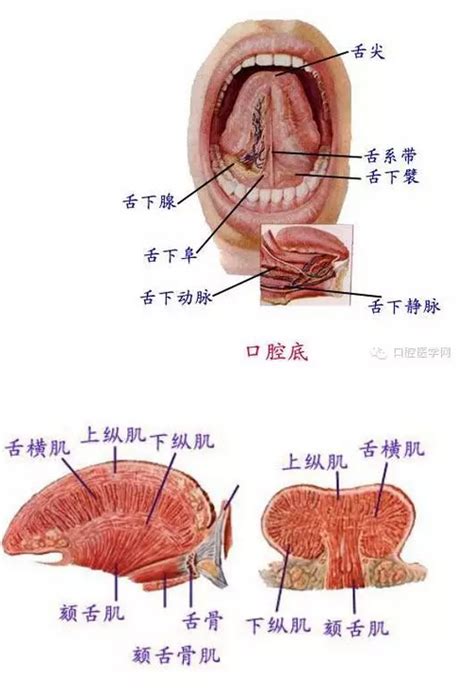 嘴巴器官|口腔部位说明图